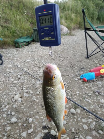 Rudd, 0.4 kg — Bubių