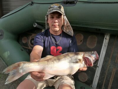 Pike perch, 3.1 kg — Kuršių