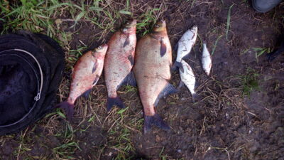 Carp bream ×3