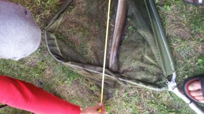 European eel — Bebrusai
