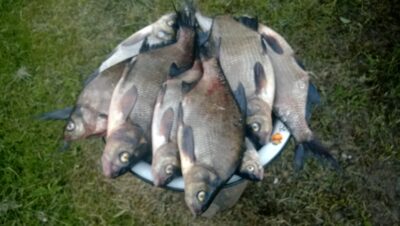 Carp bream