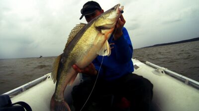 Pike perch