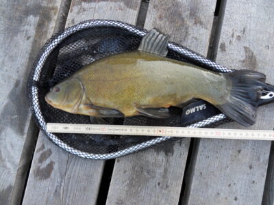 Tench — Bridvaišis