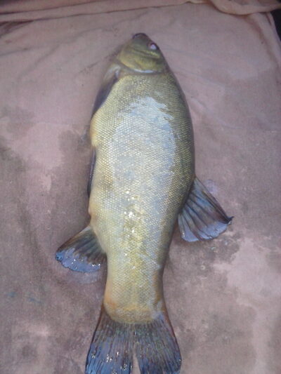 Tench, 1.3 kg