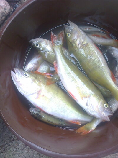Eurasian perch, 0.5 kg — Vajuonis