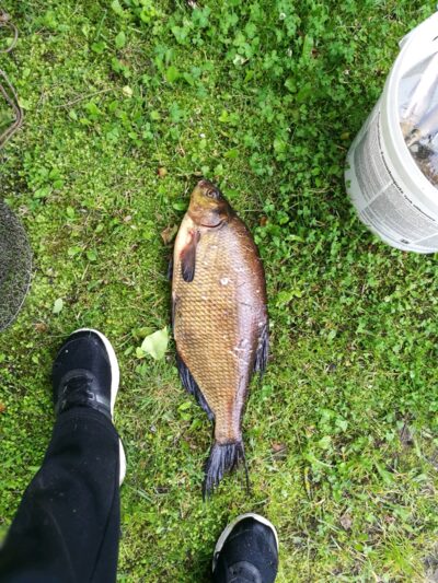 Carp bream, 2.5 kg