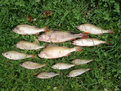 Eurasian perch ×11 — Kuršių