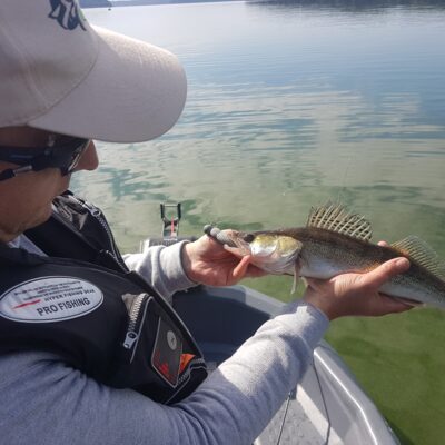 Pike perch — Kaunas reservoir