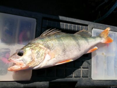 Eurasian perch, 0.4 kg — Kuršių