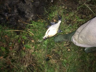 Carp bream, 0.8 kg — Rubikių