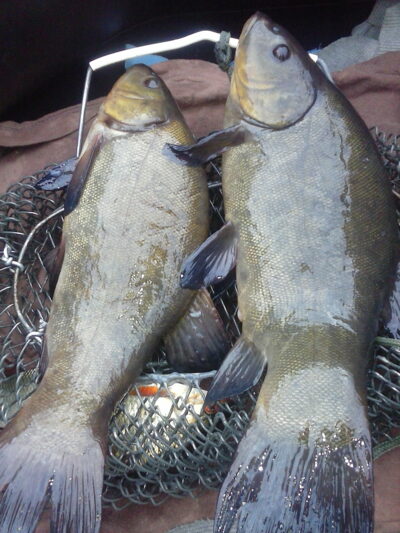 Tench ×2