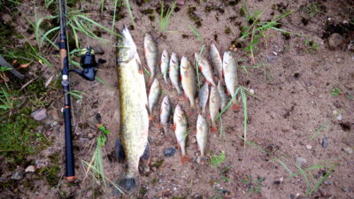 Northern Pike, 2.4 kg — Neman River