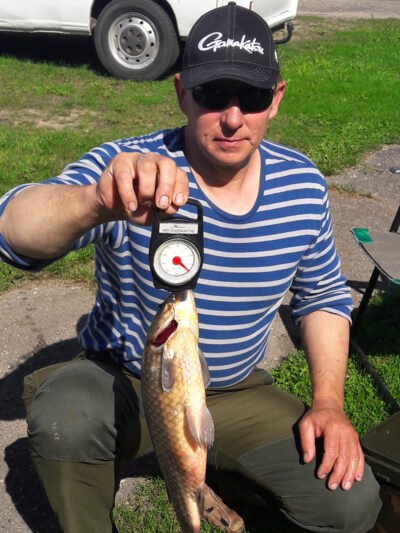 Prussian carp, 1.8 kg