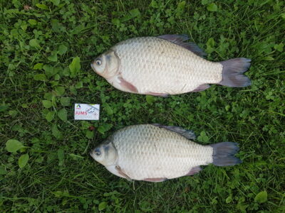 Prussian carp ×2