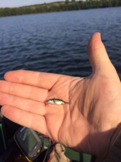 Starks's anchovy