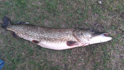 Northern Pike, 5.1 kg — Gudelių
