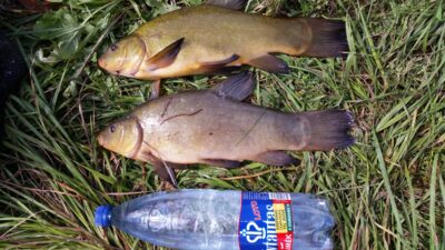 Tench — Angirių