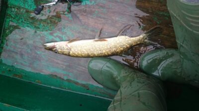Northern Pike, 0.5 kg — Rubikių