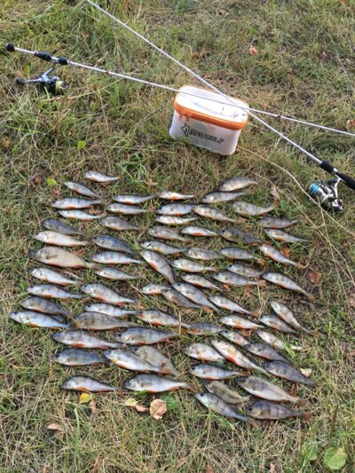 Eurasian perch