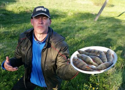 Eurasian perch