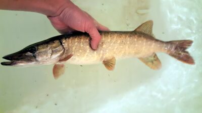 Northern Pike — Neris River