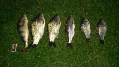 Prussian carp ×6