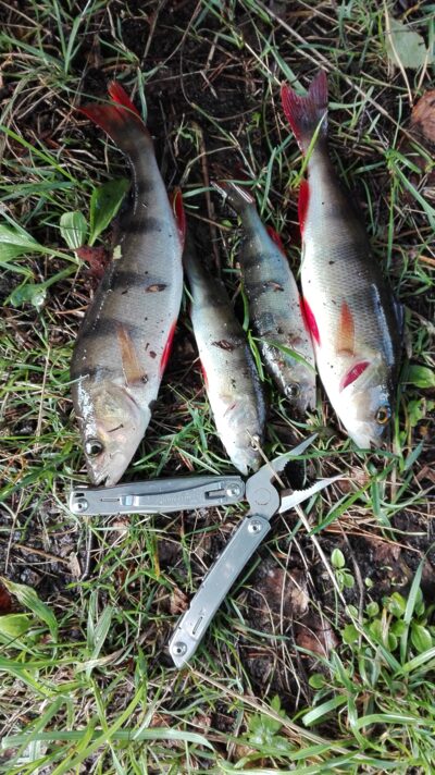 Eurasian perch ×4 — Kiaunas