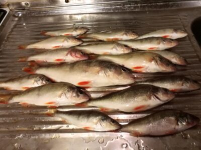 Eurasian perch ×16 — Kuršių
