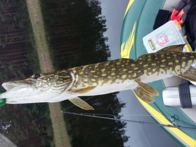 Northern Pike, 1.3 kg