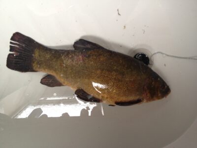 Tench, 1.8 kg