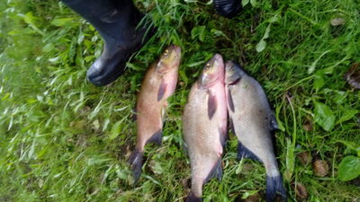 Carp bream ×3