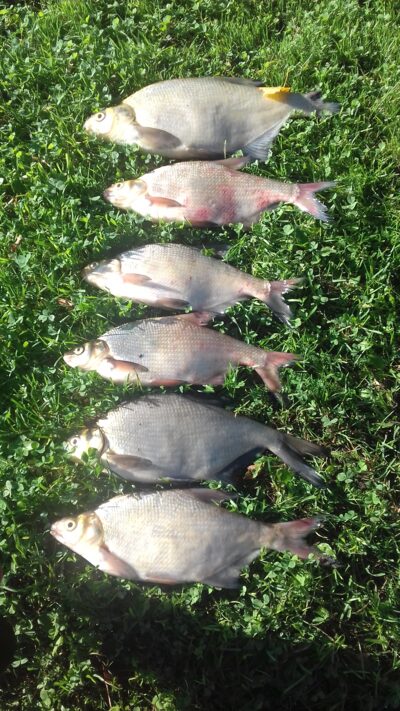 Carp bream ×6