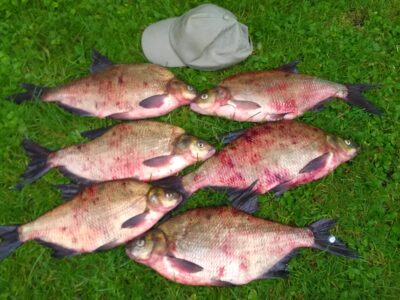 Carp bream ×6 — Kaunas reservoir
