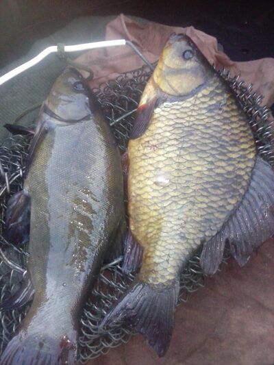 Crucian carp, 1.3 kg