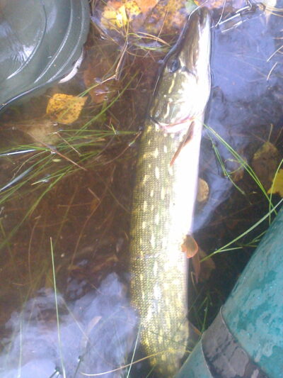 Northern Pike, 1.2 kg — Terpežys