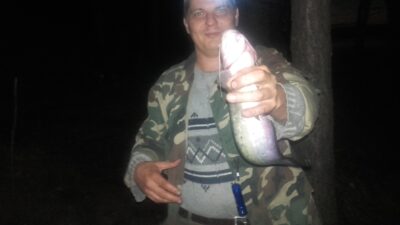 Wels catfish