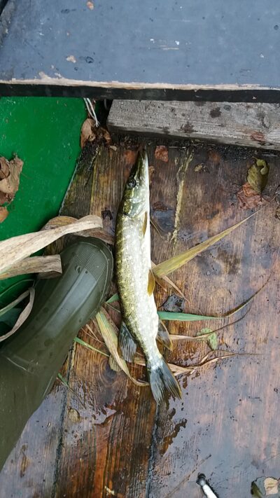 Northern Pike ×3