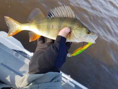 Eurasian perch