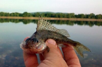 Ruffe — St James's Park Lake