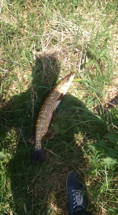 Northern Pike, 1.8 kg — Merkys