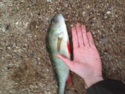 Eurasian perch