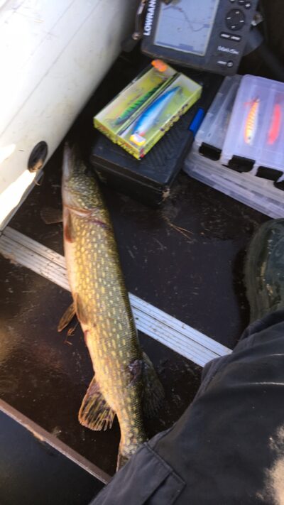 Northern Pike, 2.1 kg