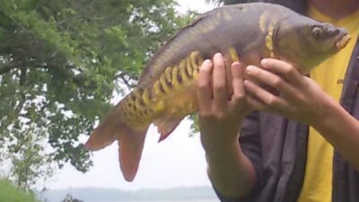 Mirror carp, 3.6 kg
