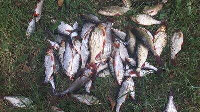 Roach ×26