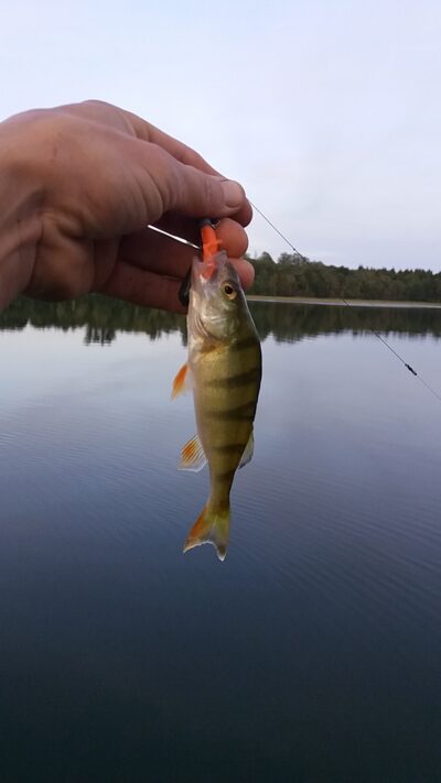 Eurasian perch