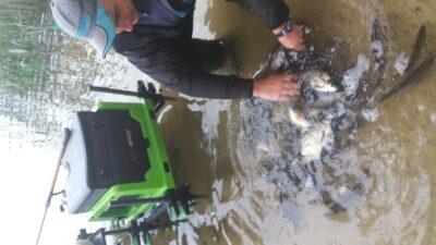 Carp bream