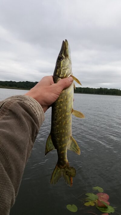 Northern Pike