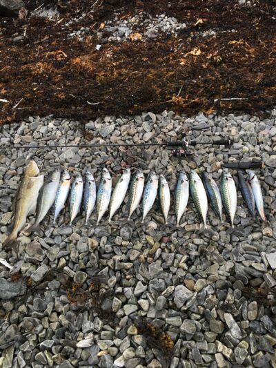 Mackerel ×14