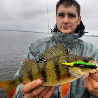 Eurasian perch