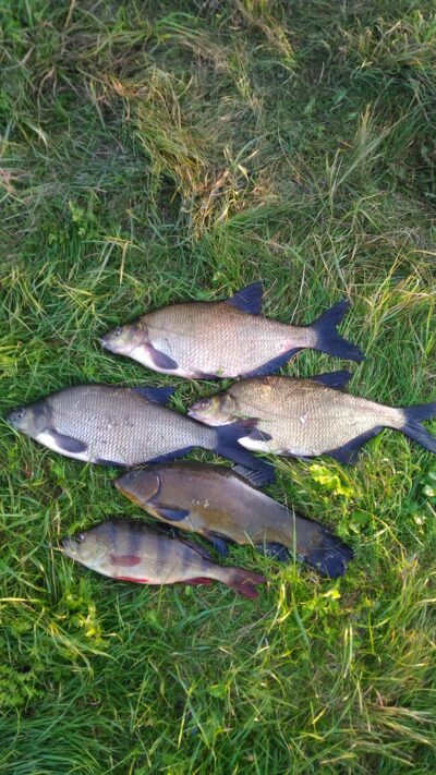 Carp bream ×3 — Mūša
